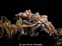 snub nose
whip coral (xeno-) spidercrab 
(Xenocarcinus ... by Lars Oliver Michaelis 